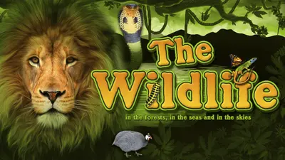the wildlife 730x500 1
